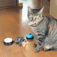 『スケボーに乗る亀』→猫の前でスゴ技を披露したら…まるでマンガのような『可愛すぎるやり取り』が487万表示「テール蹴って飛ぶやつｗ」