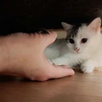 保護子猫が『はじめて触ってくれた！』と思った次の瞬間…予想外の行動に思わず涙がでると133万表示「期待を裏切らないｗ」「尊くて声出た」