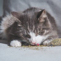 猫を虜にする『マタタビ・キャットニップ』両者の違いや与える際の注意点を解説