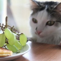 猫がひと口食べるのもNGな『危険な食材』3選　即受診したほうがいい症状も紹介