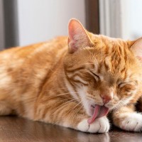 愛猫が『ずっと体を舐め続ける』ときの理由4選　心身のトラブルサインかも？