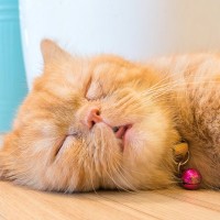 猫が『寝言を言う』のは普通のこと？考えられる3つの理由　気をつけるべきパターンも