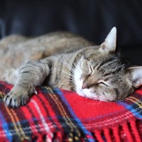 猫も『寝不足』になることがある！4つの原因と、眠りが足りていないときのサイン