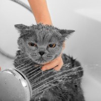 愛猫にしてはいけない『絶対NGなシャンプー方法』4選　皮膚トラブルのもとになるかも？