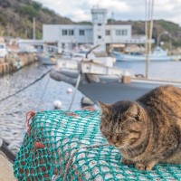 たくさんの猫達と出会えるかも！猫好きなら一度は行ってみたい『猫島』3選