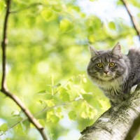 猫の『祖先になった動物』2種　イエネコが誕生するまでの歴史や進化をご紹介