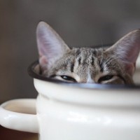 猫が『目を細めている』ときの気持ち3選　飼い主さんへの猫なりの熱視線かも？