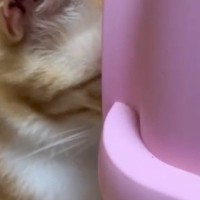 『子猫のことが好きすぎる猫』キャリーケースに近づくと…まさかの距離感が面白すぎると19万再生「近い近いｗ」「新生児室をガン見するパパ」