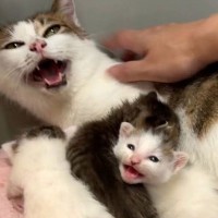 子猫の引っ越しを手伝ったら、母猫が『激おこモード』で…まさかの結末が5.4万再生「ママらしい行動にほっこり」「可愛すぎて笑ったｗ」