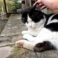 冬山に捨てられ、『ひとりぼっちだった猫』→２年間のお世話の末に…心に残る感動の瞬間が37万再生「涙がドバッと」「素晴らしい」と大絶賛