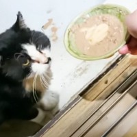 『10年以上外で生きてきた猫』から出されたSOS…保護された瞬間の様子に涙する人続出「保護してくれてありがとう」「幸せが約束された日」