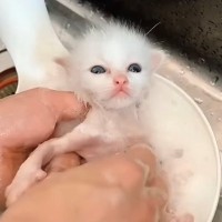 汚れていた『3匹の赤ちゃん猫』をシャンプーすると……あまりにも『可愛すぎる光景』に悶絶「ちっちゃくて可愛い」「おめめとろーんだね」