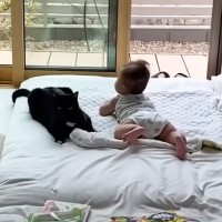 赤ちゃんがおもちゃで遊ぼうとすると、猫が……本当の兄弟のような『優しい光景』に癒やされる人続出「大好きなんだね」「立派なお兄ちゃんｗ」