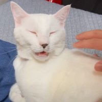 呼んだら返事をする猫→『違う名前で呼んでみた』結果……完全に予想外だった反応に思わず爆笑「全てが愛おしい」「めっちゃ可愛い」の声