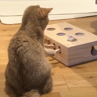 一人で『モグラたたきをして遊ぶ猫』を観察していたら……『驚きの光景』が！？「一生懸命考えて可愛い」「まるで勉強している子供」の声