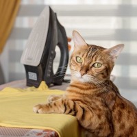 猫に危険を呼ぶ『危ない家電』4選　落下、やけど…思わぬ事故のもとに！