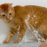 『水耐性がヤバすぎる猫』に水ぶっかけてみた結果…想像を遥かに超えてきた『衝撃の光景』が14万7000再生「結構濡らしてしまったｗｗ」