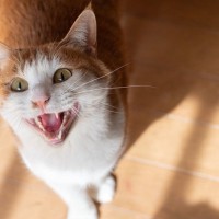 猫が『鳴きながら寄ってくる』ときの気持ちは？猫たちが伝えたいこと4選とお応え方法