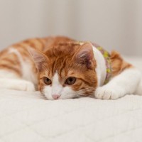 猫がグッと『我慢してしまいがちなこと』5選　もっと遊びたい…フードがいや…密かに耐えていることとは？