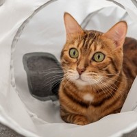 愛猫の『おひとり様時間』を充実させる4つのひとり遊び　方法やおすすめのおもちゃをご紹介