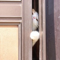警戒すべき『脱走しやすい猫』の特徴4選　逃がさないために今すぐやるべき対策も