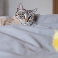 猫が遊ばずにはいられない『猫じゃらしテク』4選！小動物や鳥になり切ることがポイント