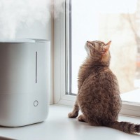 猫にはベストな『室温・湿度管理』を設定するポイント　春夏秋冬ごとに気をつけるべきこととは？