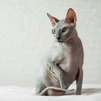 豪華クルーズ船で“乗組猫”として愛された船長の愛猫、惜しまれつつ虹の橋を渡る