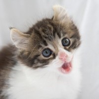 あなたはどちら派？『長毛と短毛、両方いる猫種』3選　毛の長さの違いによるそれぞれの魅力をご紹介