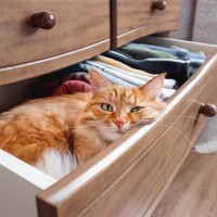 猫が『つい入りたくなっちゃうもの・場所』4選　箱や袋以外にも猫が潜んでいることが！？