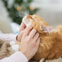 猫をもっと幸せにする『ワンランク上の生活』の極意5選　食事やお手入れ…改善点は？