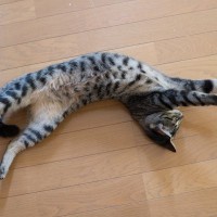 猫がぐいーっと『伸びている』ときのキモチ5選　柔軟な体をキープするのに役立っている？