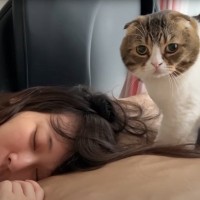 休日の朝に全然起きないママを『起こそうとする猫』→気合い入りすぎた結果…まさかの事件が46万再生「何とも言えない可愛さｗ」「顔ｗ」