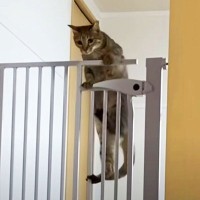 猫が脱走を繰り返すので『巨大な脱走防止扉』を設置したら→まさかの悲劇に「あああ…としか言いようが無いｗ」「すごすぎるｗｗ」爆笑の声