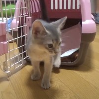 元気な子猫を『家族に迎えた日』から1歳になるまでをまとめたら…心温まる『成長の様子』に感動する人続出「ジーンときた」「もう可愛いの一言」