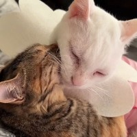 『何も知らないはずの子猫』に『弱点』を見破られて…先輩猫の『解せぬ···』の表情が1.1万回再生「虚無った顔がじわじわくるｗ」の声