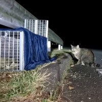 過酷な環境で暮らす猫と出会ってから『3年』→保護した結果……猫達の『現在』に感動する人続出「本当にありがとう」「心から尊敬」と絶賛