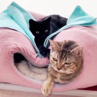 ハウスでくつろぐ猫→子猫が『ちょっかい』かけて来て…まさかの『大人対応』が1.5万再生「なにか？みたいな顔ｗ」「諦めの境地ｗ」