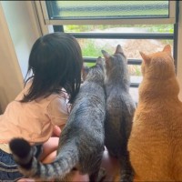 3匹の猫が外を眺めていたら、娘がやってきて…あまりにも『平和すぎる光景』に心奪われる人続出「すごく素敵」「てぇてぇ」と29万再生の反響