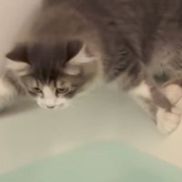 浴槽のふちに座る猫→進みすぎてしまった結果…『期待通りの展開』に爆笑の声続出「悟ってる感じが最高ｗｗ」「期待を裏切らないｗ」と199万再生