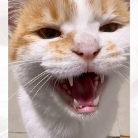 猫に『おはよう』と朝の挨拶をしたら…胸キュン必至『超元気なお返事』が可愛すぎると49万再生「毎日見てしまう」「一生聞いてられる」と反響