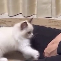 ボール遊びをしていた子猫→パパが驚かしてみたら…まさかの『可愛すぎる反応』に「言葉にできないくらい可愛い」「キューン」と35万再生