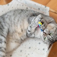 『長寿』と言われている猫種4選とそれぞれの特徴　さらに長生きしてもらうためのポイントも