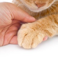 猫は『生まれ変わってまた帰って来る』？知っていると癒やされる、輪廻にまつわる4つの通説