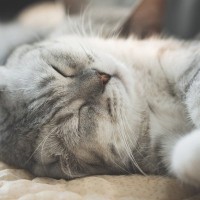 猫暮らしの『ダークサイド』あえて知っておきたい、猫との生活で困るであろう4つのこと