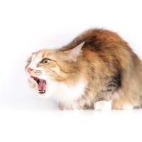 放置厳禁！猫の『危ない吐き方』6選　様子見でもいい嘔吐との違いとは