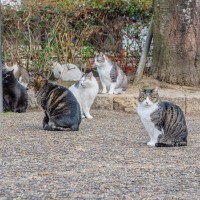 『猫の集会』って一体何をやってるの？目的やどんな子が参加するのかなど、謎を紐解く3つのこと