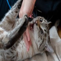 猫が『攻撃的』にしてしまう元凶3選　攻撃のターゲットとなってしまったときの回避法も