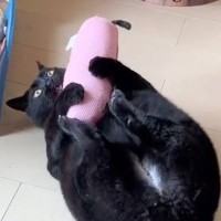 ぬいぐるみで元気いっぱいに『遊んでいる猫』が突然……『まさかすぎる瞬間』が10万再生「ほんとに子供みたい」「もうかわいくて」