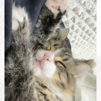 『ママの上で2時間も爆睡していた猫』を起こしてみたら…人間みたいな反応が可愛すぎると215万再生「後1分とか言ってそう」